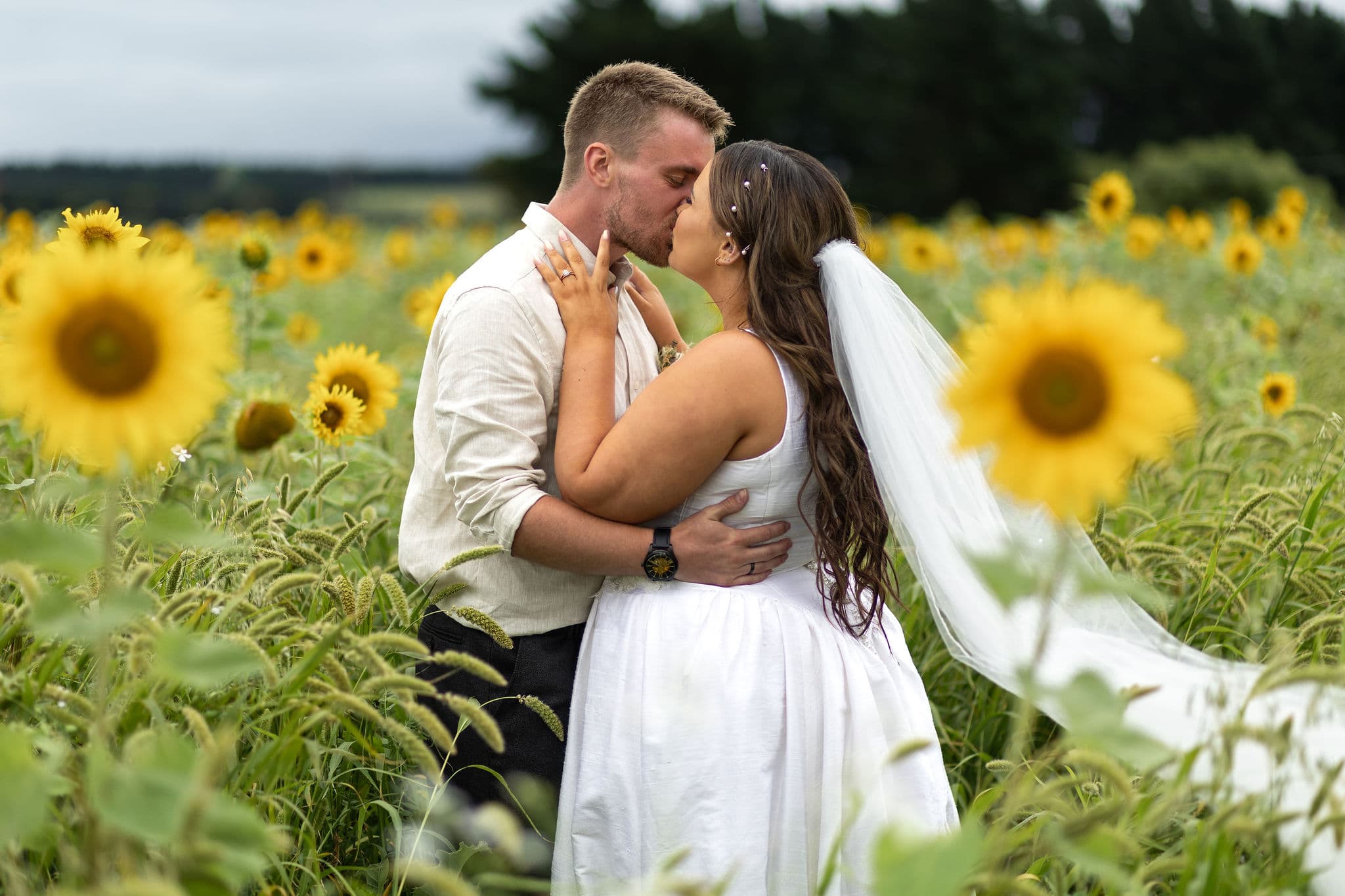A bride and groom kiss in a sunflower field. The bride wears a white dress and veil, whilst the groom wears a light shirt. Bright sunflowers surround them, creating a romantic, natural setting.