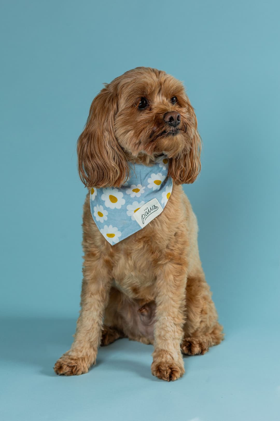 A brown, curly-haired dog wearing a blue bandana with white and yellow daisies sits against a solid light blue background, looking slightly to the side.