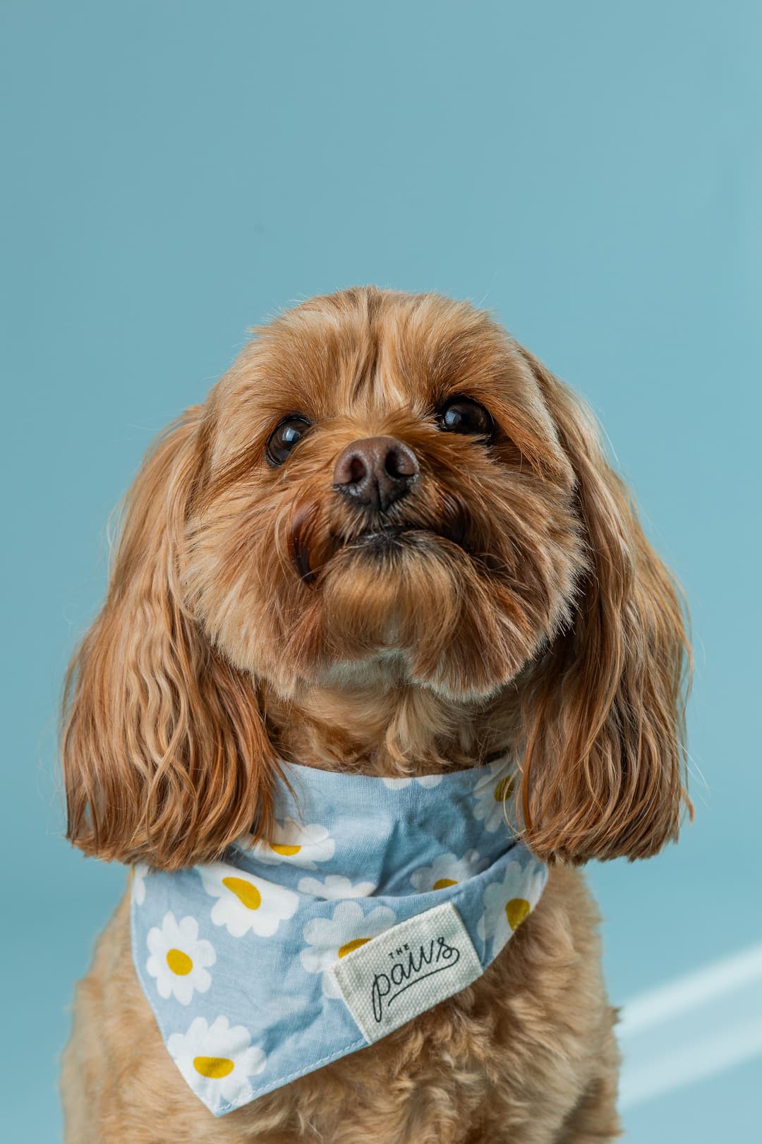 A small, fluffy brown dog wears a blue bandana with white daisies and the word paws embroidered on it, sitting against a plain light blue background.