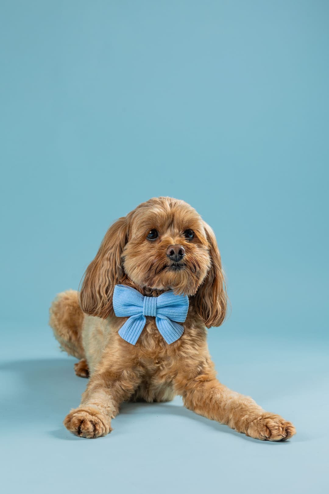 A small, fluffy brown dog wearing a large blue bow tie lies on a light blue background, looking directly at the camera.